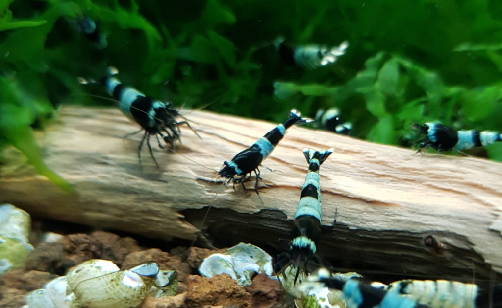 Taiwan Panda Blue